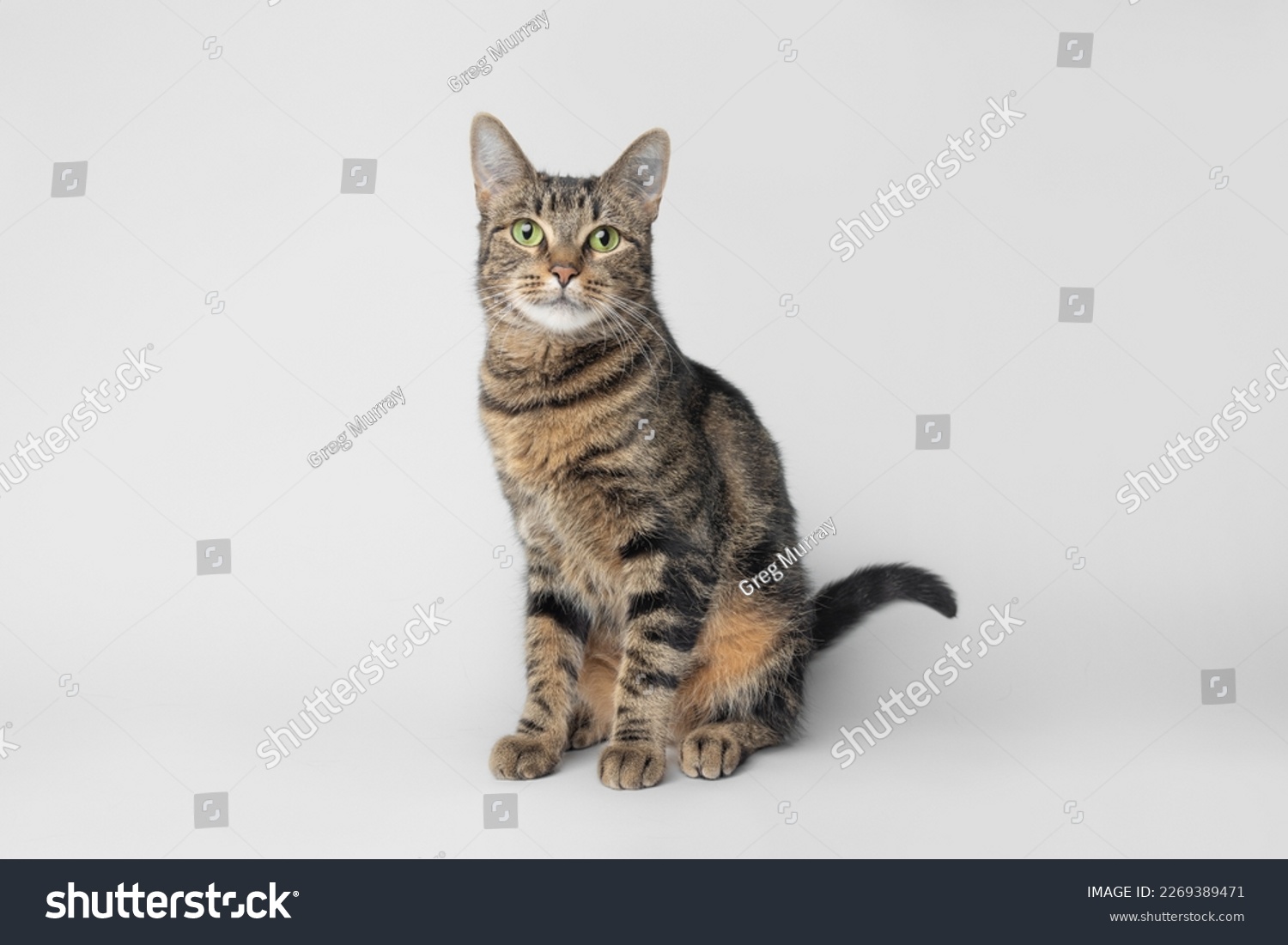 テス子 サムネイル2